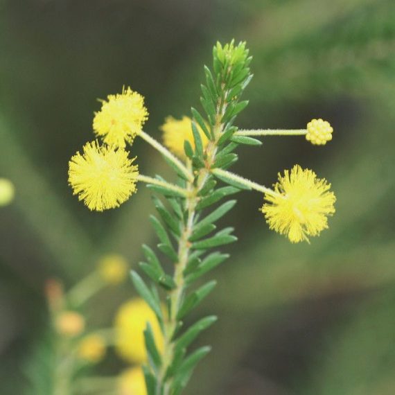 Crowded Leaf Wattle or Golden Top