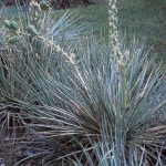 Dwarf or Soapweed Yucca Seed