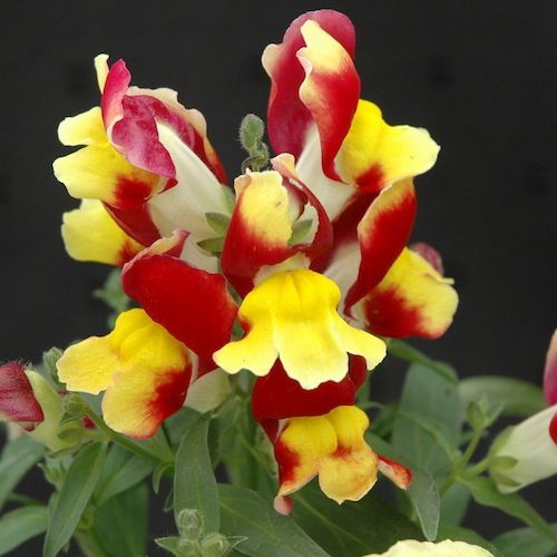 Snapdragon Red & Yellow