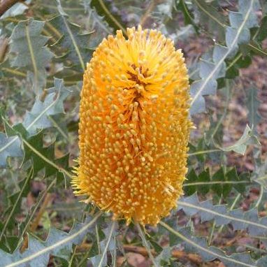 Golden Banksia
