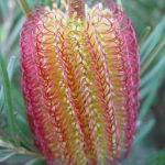 Red Swamp Banksia