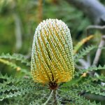 Showy Banksia