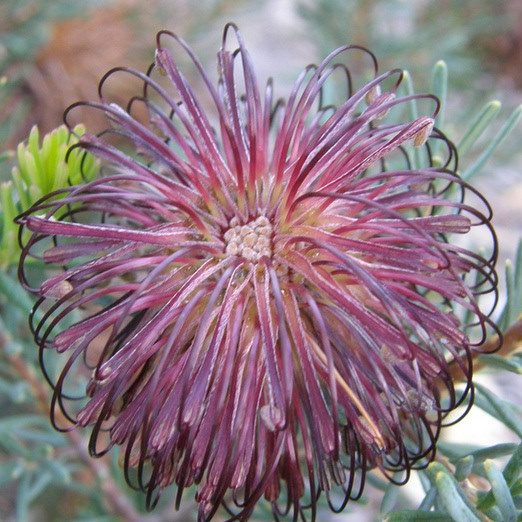 Violet Banksia