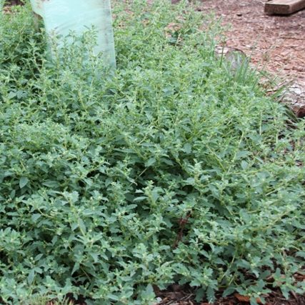 Creeping Saltbush Seed Drought/Frost Hardy Good Groundcover DroughtFrostSalt OK 