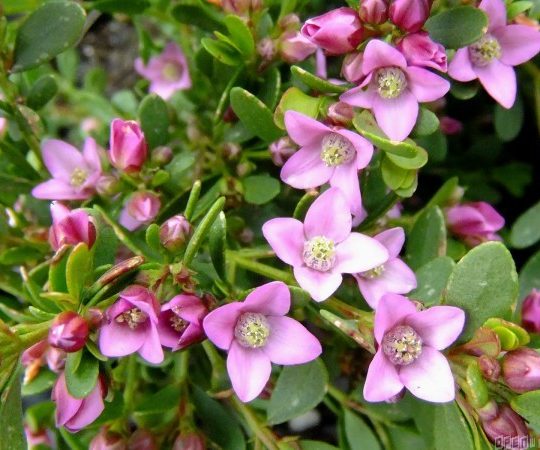 Winged Boronia Seed Pink Flowers Aromatic Evergreen Shrub Drought Tolerant 