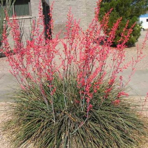 Red Yucca, Hummimgbird