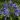 Agapanthus africanus blue