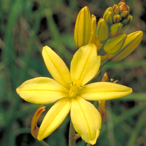 Golden Lily, Native Leek