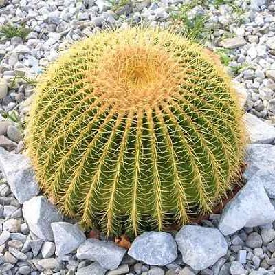 Golden Ball/Barrel Cactus