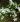 Crowea angustifolia var platyphylla 01