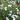 Crowea angustifolia0