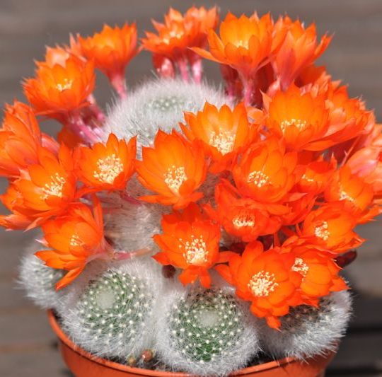 Red-Gold Crown Cactus Seed Small Plant Clumping Arid Living FlowerRebutia nitida 