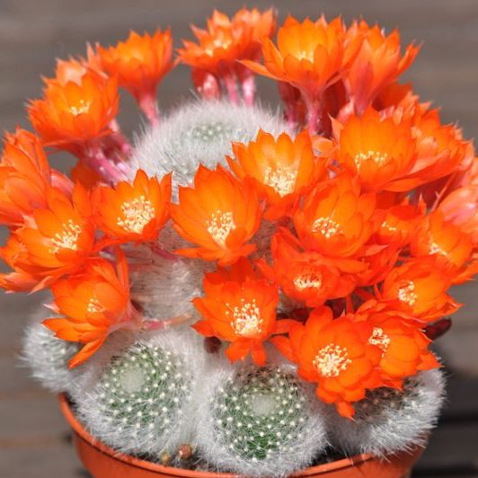 White-haired Crown Cactus