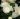 Begonia Mocha White 02