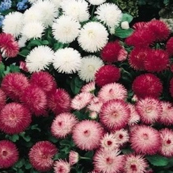 English Daisy Carpet Mix 100 Seeds Annual 4 Colours Groundcover Cold Tolerant 