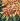 Amaranthus Splendens Perfecta2