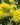 Xanthostemon chrysanthus 5