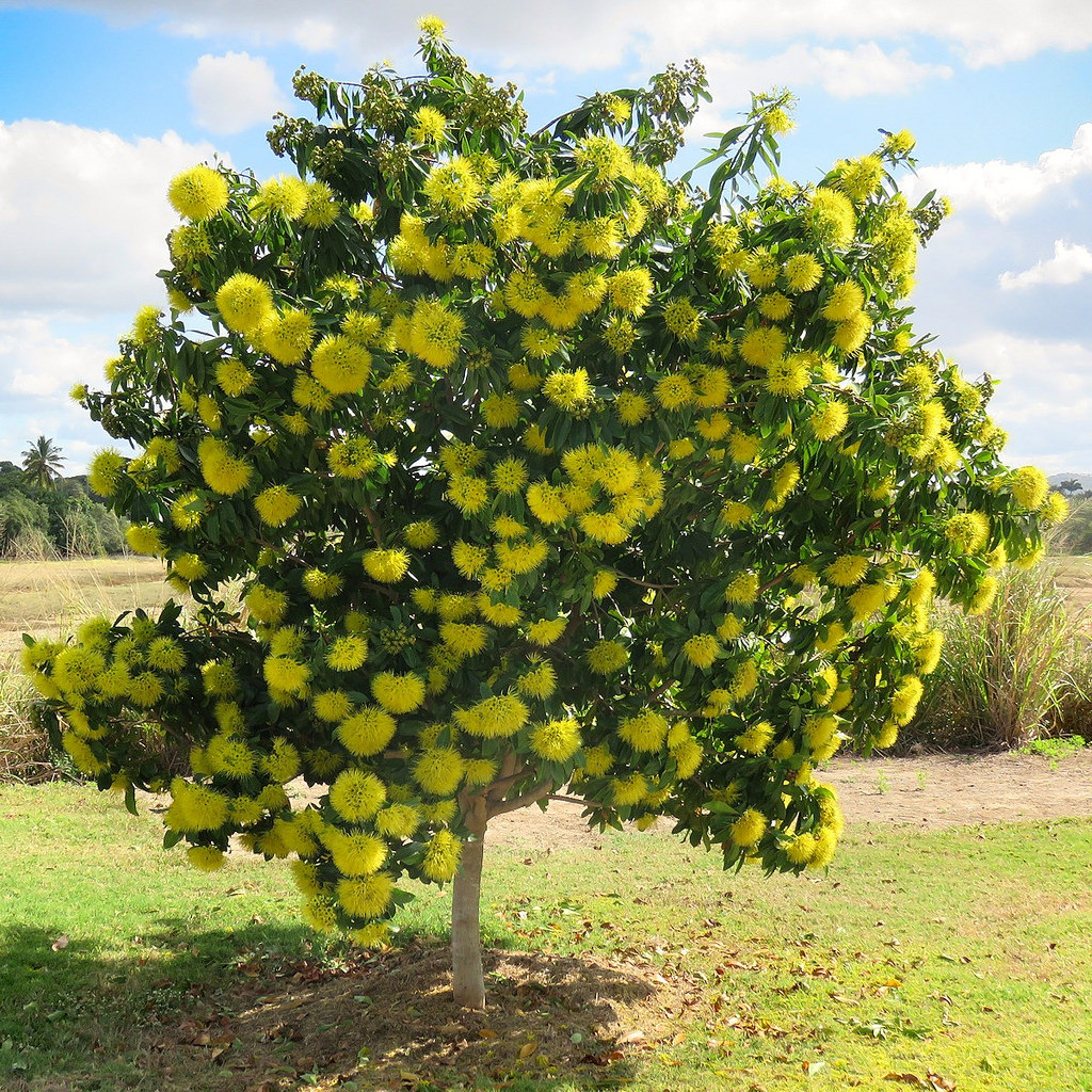 GOLDEN PENDA SEEDS XANTHOSTEMON CHRYSANTHUS FLOWERING COMPACT TREE 60 SEED PACK 