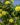 Xanthostemon chrysanthus4