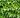 Parthenocissus tricuspidata0