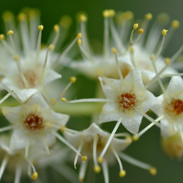 Terminalia ferdinandiana - Billygoat or Kakadu Plum seeds x 3 - Ole ...
