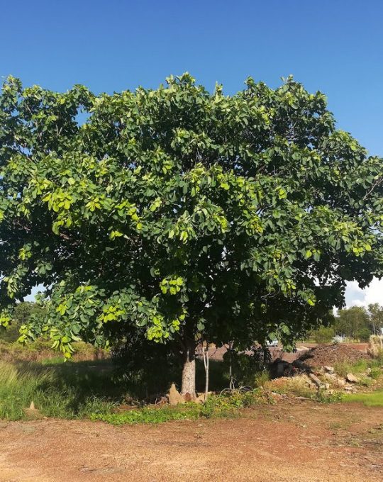 Ficus macrophylla – Moreton Bay Fig seeds x50 – Ole Lantana’s Seed Store