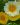 Chrysanthemum coronarium Double Mix 02