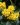 Mahonia aquifolium 05