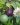 Passiflora_edulis Large Black 02