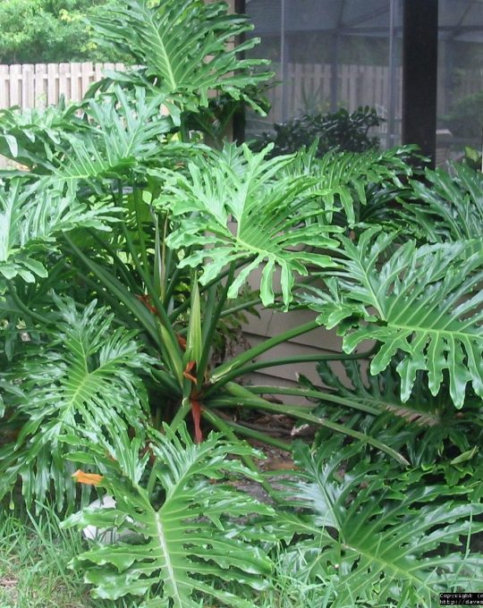 DWARF CUT LEAF PHILODENDRON SEEDS PHILODENDRON LUNDII BULK 40 SEED PACK 