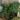 Philodendron selloum ‘Lundii’ 21