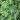 Philodendron selloum ‘Lundii’ 3
