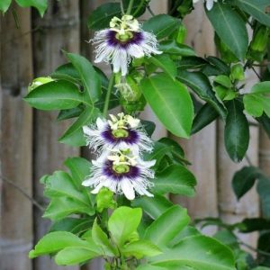 passiflora edulis passionfruit