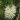 leucadendron (Fine Leaf)