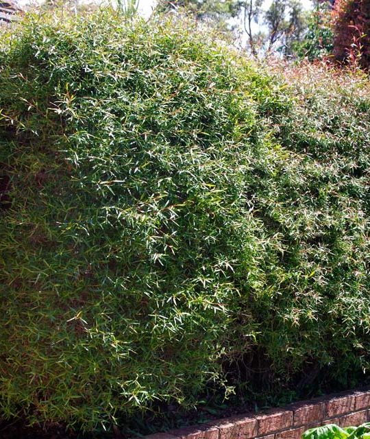 Weeping Tea Tree Seeds Drought Tolerant Frost Tolerant Adaptable Soils Evergreen