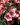 Dianthus Super Parfait Raspberry 04