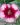 Dianthus Super Parfait Raspberry1