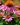 Echinacea purpurea01