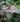 Elaeocarpus reticulatus0