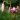 Lilium martagon [pink] 02