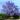 jacaranda mimosifolia 14