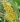 lomandra longifolia 03