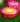 Helichrysum Bright Rose 03