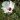 Hibiscus heterophyllus0