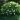 gardenia jasminoides1