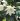 gardenia thunbergia0