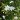 gardenia thunbergia1