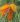 grevillea pteridifolia0