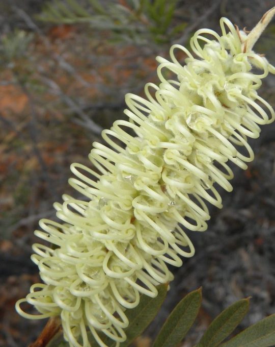 Sandhill Grevillea Seed Arid Living Creamy Flower Grows All Mainland States 