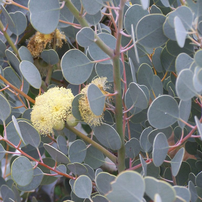 Eucalyptus orbifolia – Round leaf Mallee seed x200 – Ole Lantana's Seed  Store
